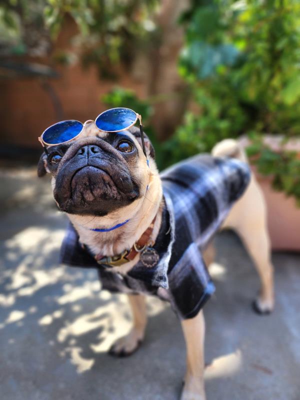 /images/uploads/pug nation rescue of los angeles/pugnation2024/entries/30967thumb.jpg